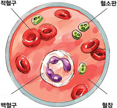 혈액 검사 | 진단검사정보 | 의학정보 | 가톨릭대학교 가톨릭혈액병원